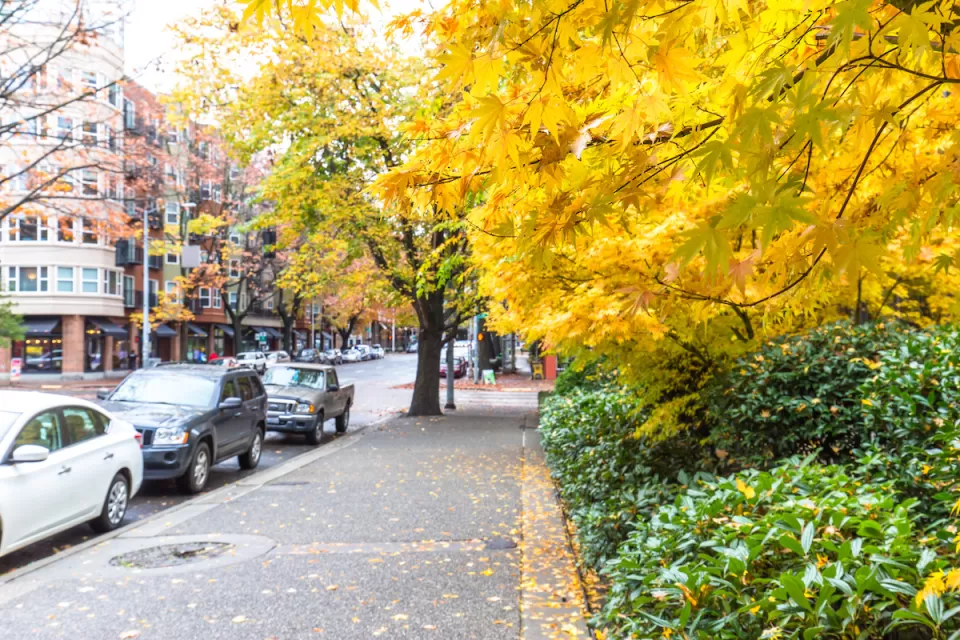 Sidewalk in Seattle with yellow fall leaves on the ground and cars parked next to the curb.